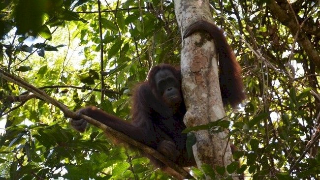 Viral Orang Utan di Jalanan Kaltim, BKSDA Duga Terganggu Tambang-Sawit